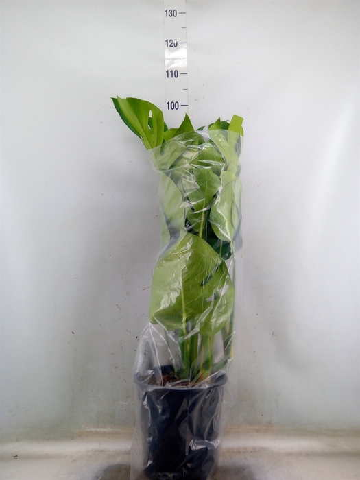 <h4>Monstera delic.</h4>