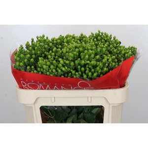 Hypericum Jungle Romance Spray