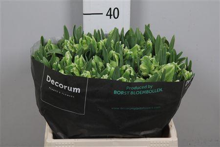 <h4>Tu Pa Super Parrot</h4>