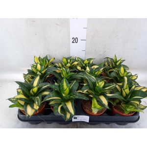 Sansevieria trifa. 'Hahnii'