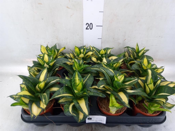 <h4>Sansevieria trifa. 'Hahnii'</h4>
