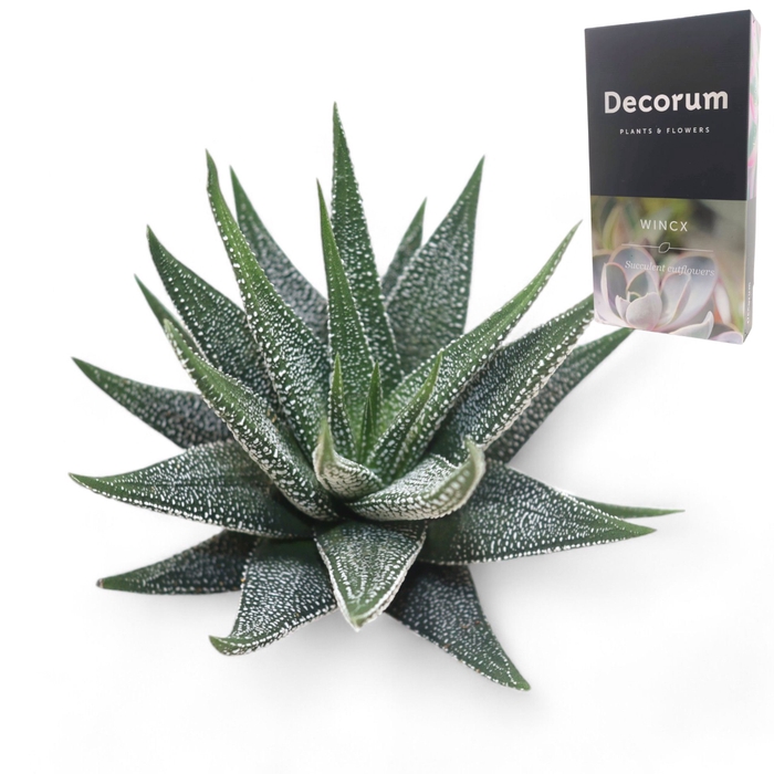 <h4>Haworthia Concolor Cutflower Wincx-10cm</h4>