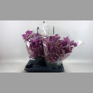 Tradescantia zebr. 'Pink Paradise'
