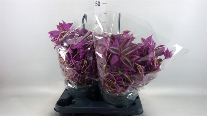 <h4>Tradescantia zebr. 'Pink Paradise'</h4>