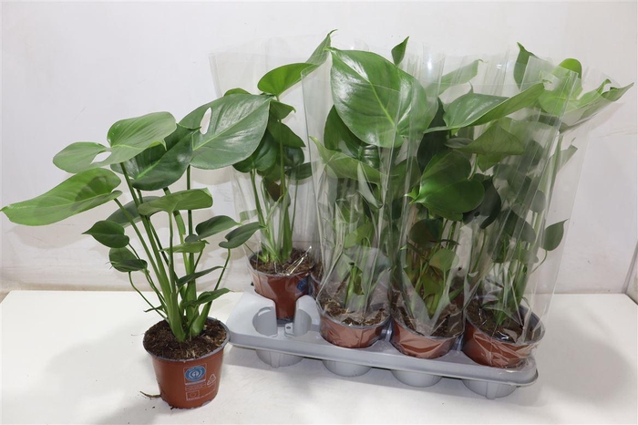 <h4>Monstera Deliciosa</h4>