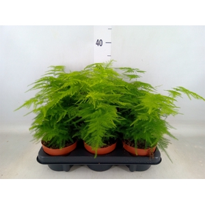 Asparagus setaceus