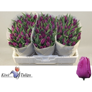 TU EN PURPLE PRINCE