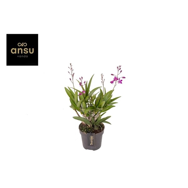 <h4>Dendrobium Berry Oda 6+</h4>