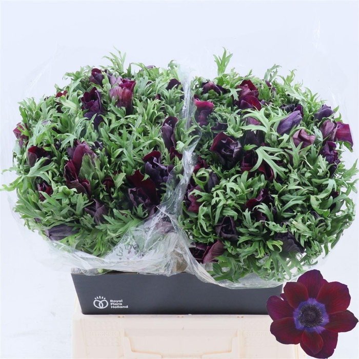 <h4>Anemone Galil Bordeaux</h4>