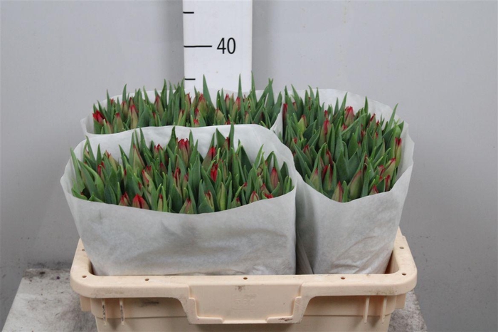 <h4>Tu En Seadov</h4>