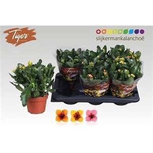 KAL EN TIGER GEM