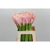 Zantedeschia Eydolls Pink
