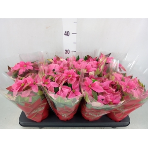 Euphorbia pulc. 'Princ Hot Pink'