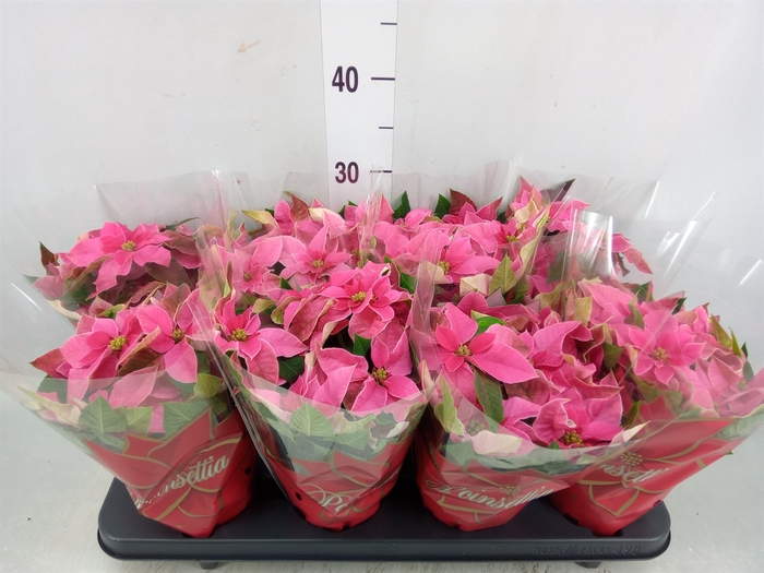 <h4>Euphorbia pulc. 'Princ Hot Pink'</h4>