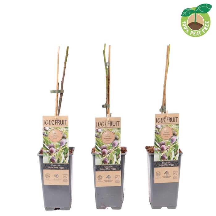 <h4>Bomen Ficus carica Little Miss Figg</h4>