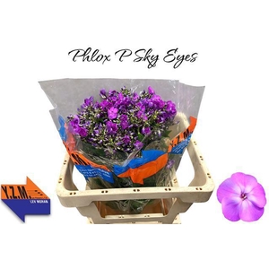 Phlox P Sky Eyes