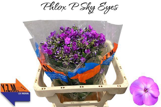 <h4>Phlox P Sky Eyes</h4>