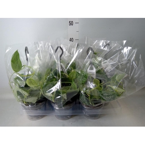 Scindapsus pictus 'Argyraeus'