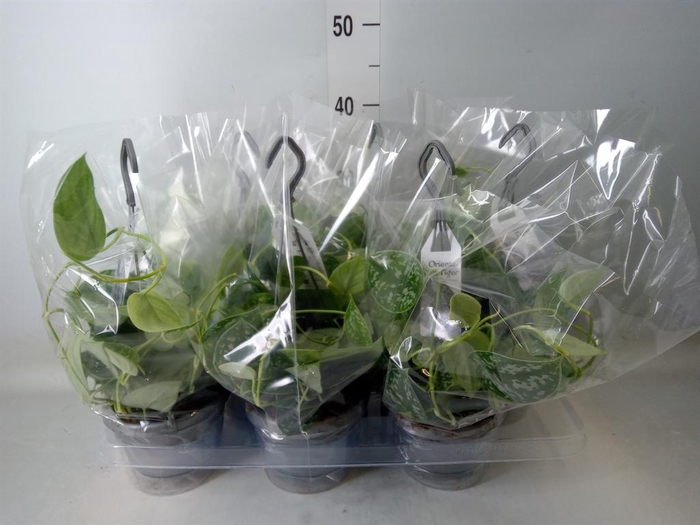 <h4>Scindapsus pictus 'Argyraeus'</h4>