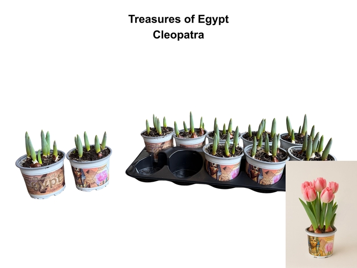 <h4>TUL DU FOXTROT</h4>