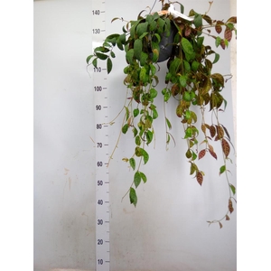 Aeschynanthus marmoratus