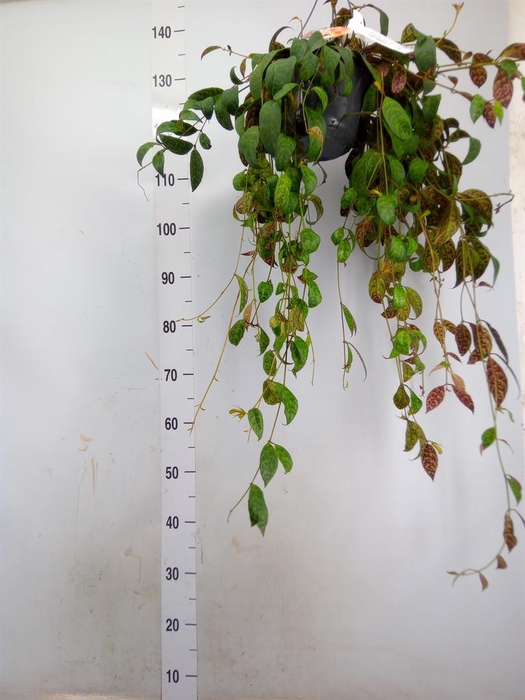 <h4>Aeschynanthus marmoratus</h4>