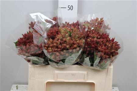 <h4>Rubus Phoenicolasius</h4>