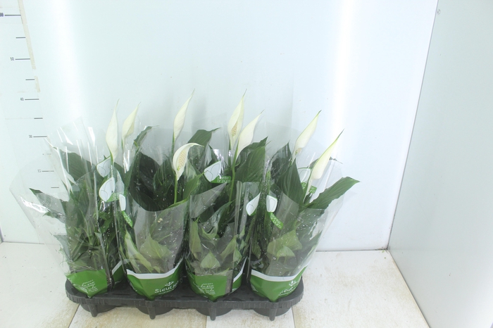 <h4>SPATH. COM FLOR P13</h4>