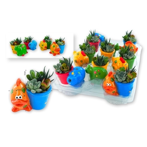ARR SUCCULENTEN