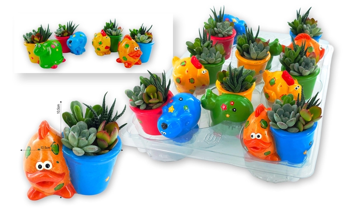 <h4>ARR SUCCULENTEN</h4>