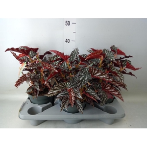 Begonia BD mac. 'Spotlight Dark'