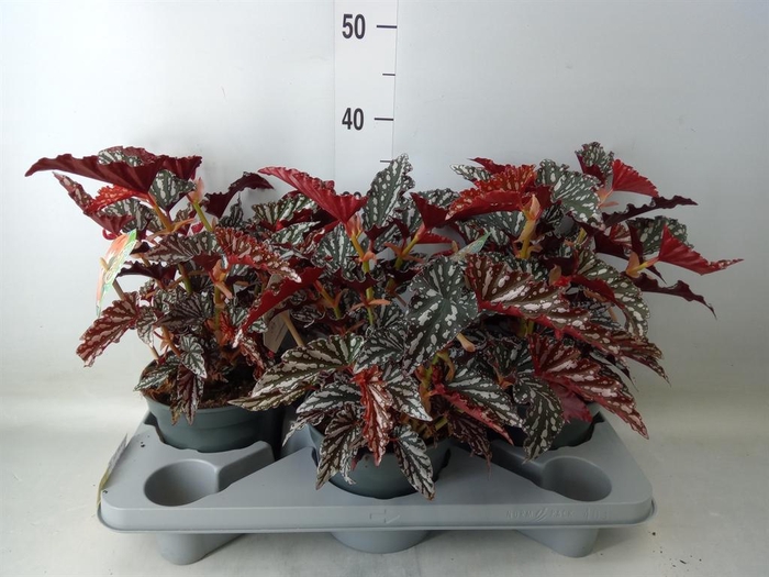 <h4>Begonia BD mac. 'Spotlight Dark'</h4>