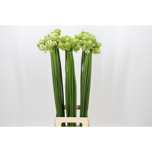 Ornithogalum Saundersiae