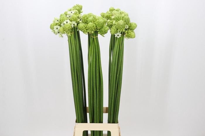 <h4>Ornithogalum Saundersiae</h4>