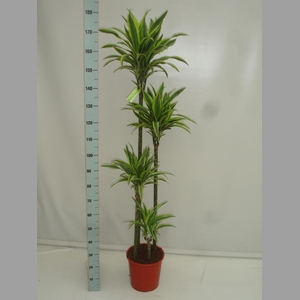 Dracaena fr de 'LemonLime'