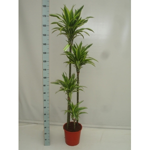 Dracaena fr de 'LemonLime'