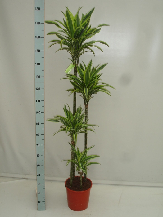 <h4>Dracaena fr de 'LemonLime'</h4>