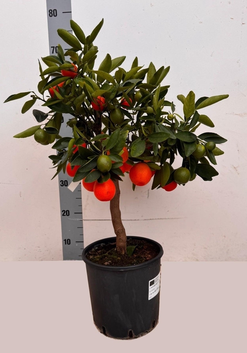 <h4>CITR MICROCARPA</h4>