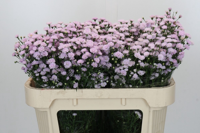 <h4>Aster Baby Pink Pearl</h4>
