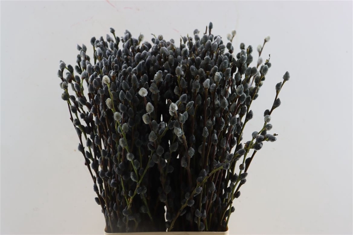 <h4>Salix Wilgenkatjes Grey 70cm Pst</h4>