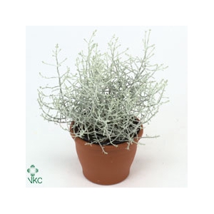 LEUCOPH BROWNII  MINI