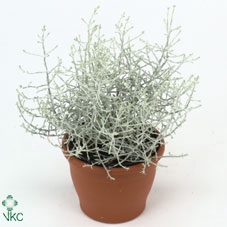 <h4>LEUCOPH BROWNII  MINI</h4>