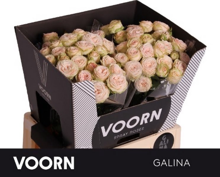 R Tr Galina Voorn