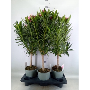 Nerium oleander   ...