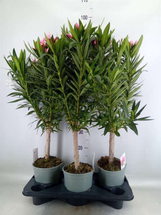 <h4>Nerium oleander   ...</h4>