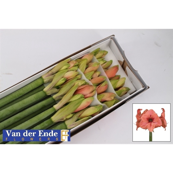 <h4>HIPP GA BOUQUET</h4>