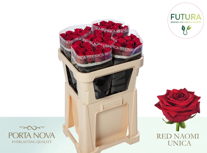 <h4>R GR RED NAOMI! UNICA - Futura 70 - Futura</h4>