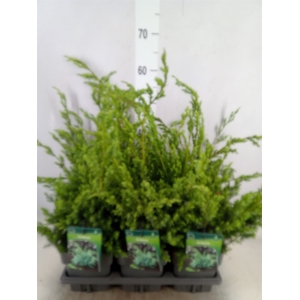 Juniperus chinensis 'Blue Alps'