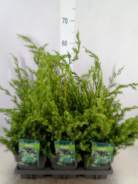 <h4>Juniperus chinensis 'Blue Alps'</h4>