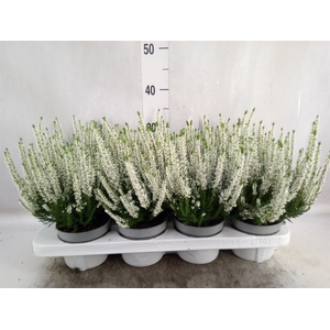 Calluna vulg. 'Beauty L Veronique'